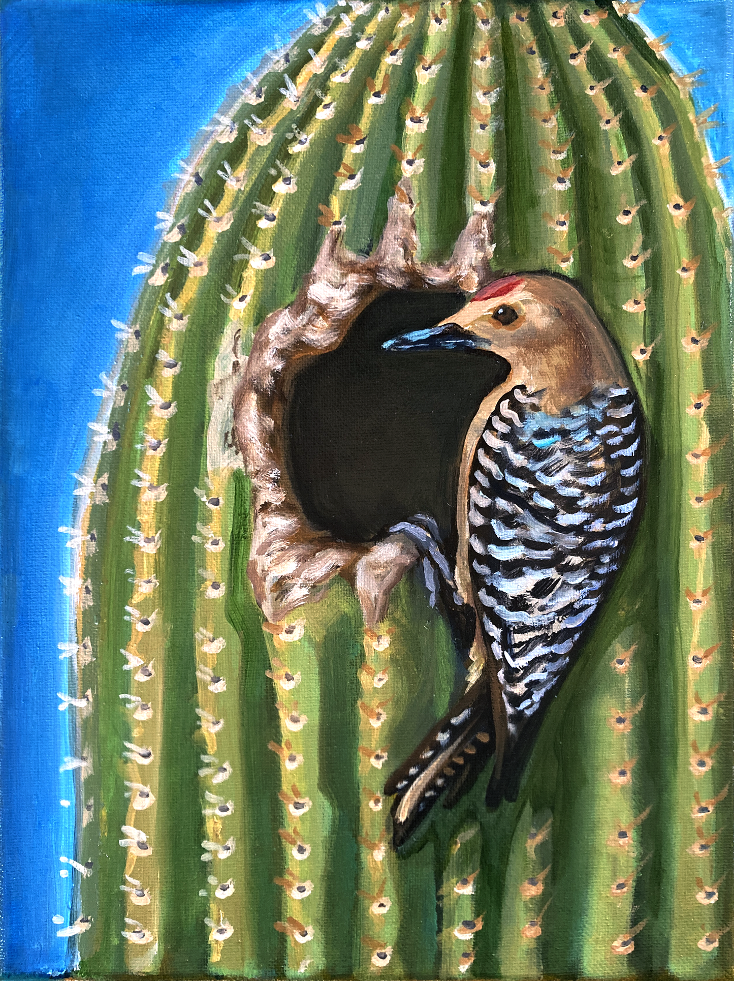 Gila Woodpecker 4.25x5.5" Postcard Prints